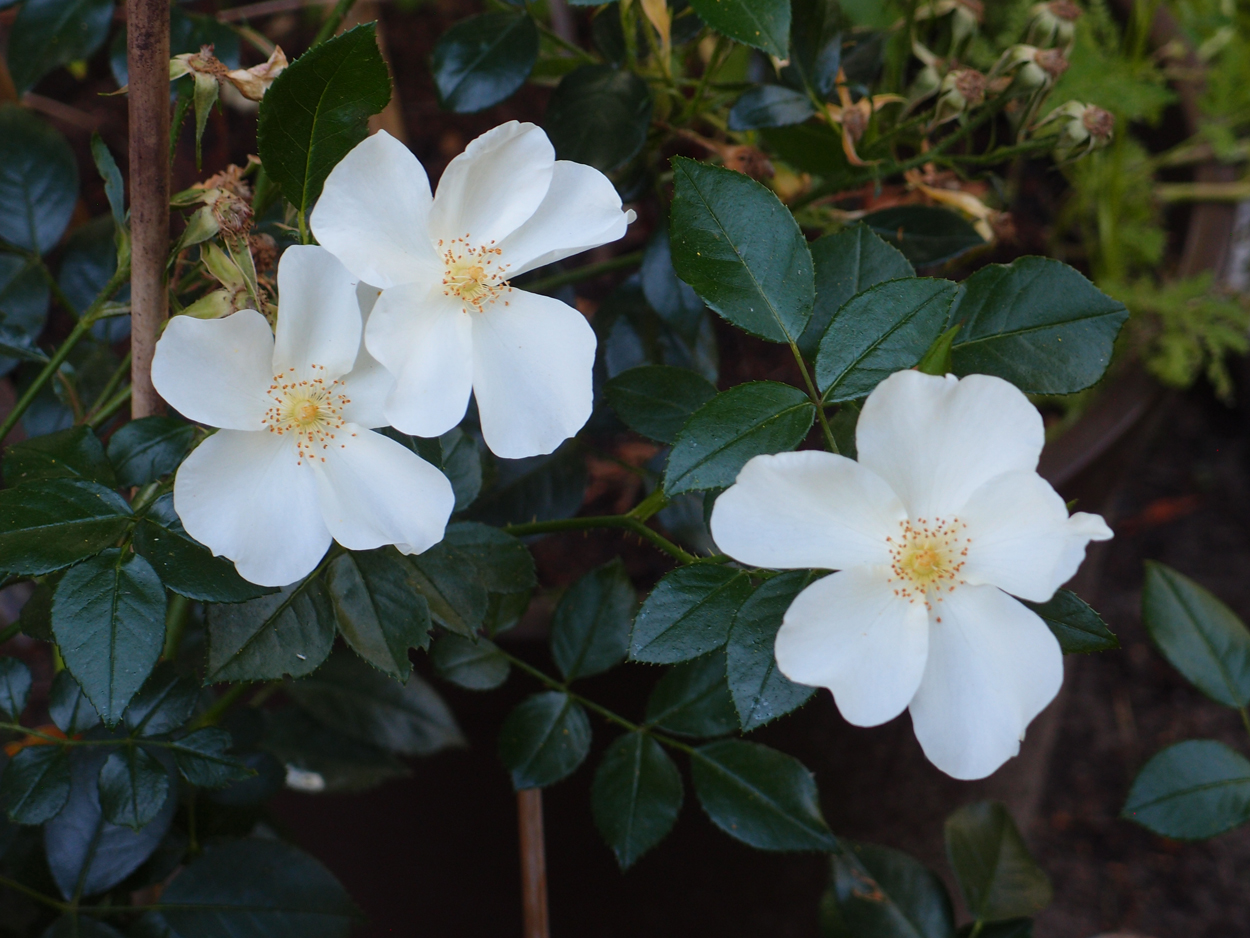 2019-06-14 wendel - der Garten